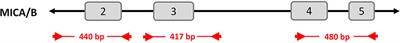 Frontiers | High-Throughput MICA/B Genotyping Of Over Two Million ...